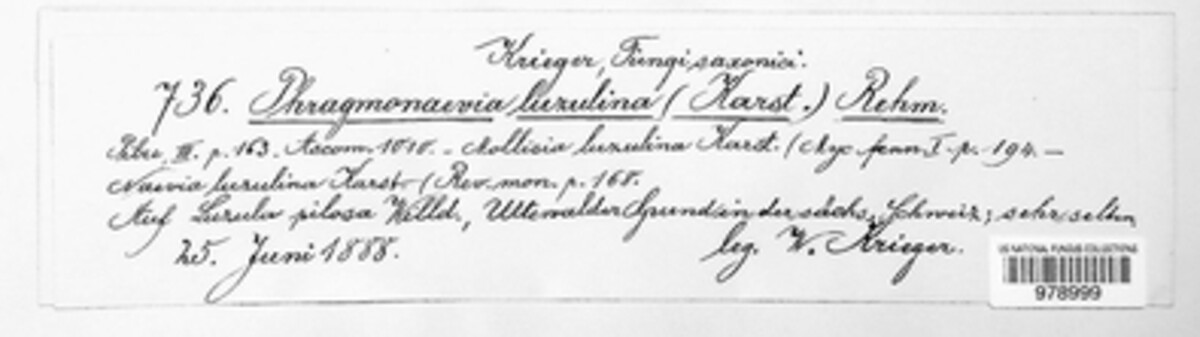 Diplonaevia luzulina image